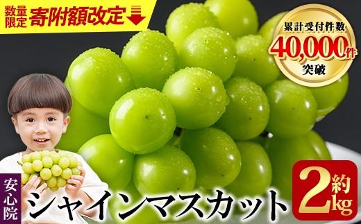 【数量限定】シャインマスカット(約2kg)フルーツ 果物 葡萄 ぶどう 安心院 人気 ランキング＜先行予約受付中！2026年8月下旬より順次発送予定＞＜北海道 沖縄 離島配送不可＞【106300550】【大分県農業協同組合　北部エリア】