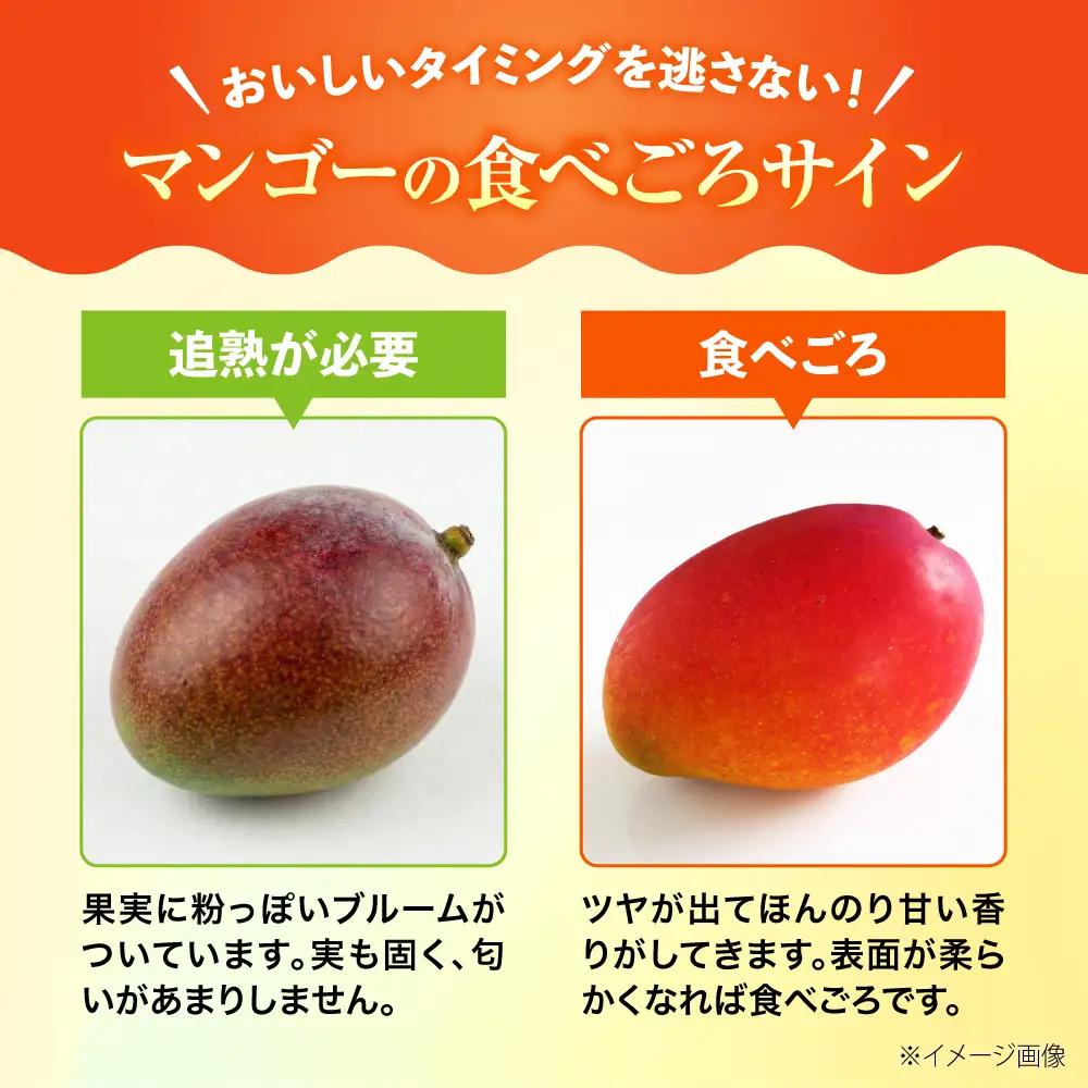 マンゴー 【2027年発送】訳あり 完熟マンゴー 約3kg (3-6玉×2箱) BCAA003