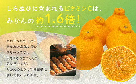 越冬完熟しらぬひ 2kg 2026年3月上旬～発送予定【しらぬい しらぬい しらぬい しらぬい しらぬい】　