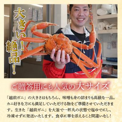 ふるさと納税 小浜市 【加福鮮魚】「若狭小浜港産地直送」　越前ガニ(ズワイガニ)ボイル1杯 |  | 02