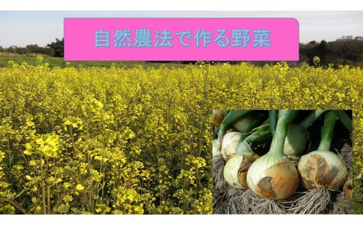 
            採れたて玉ねぎ（10㎏）
          