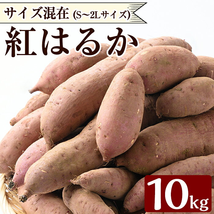 【ふるさと納税】《数量限定》紅はるか10kg(生芋) さつまいも サツマイモ 芋 さつま芋 熟成 【泉真一朗】