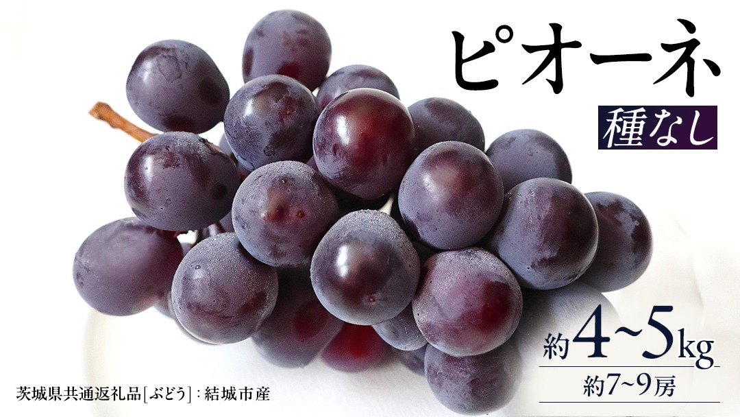 ピオーネ 約4～5kg 約7～9房【2026年8月より発送開始】（茨城県共通返礼品 [ぶどう]：結城市産）田舎の頑固おやじが厳選！ ぶどう ブドウ 葡萄 種なし 大粒 高糖度 ギフト 甘い 美味しい フルーツ [BI287-NT]