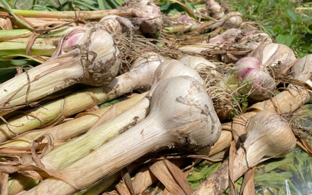 秀品 由良の生にんにく 1kg※2026年4月下旬より順次発送【ksnw004】 