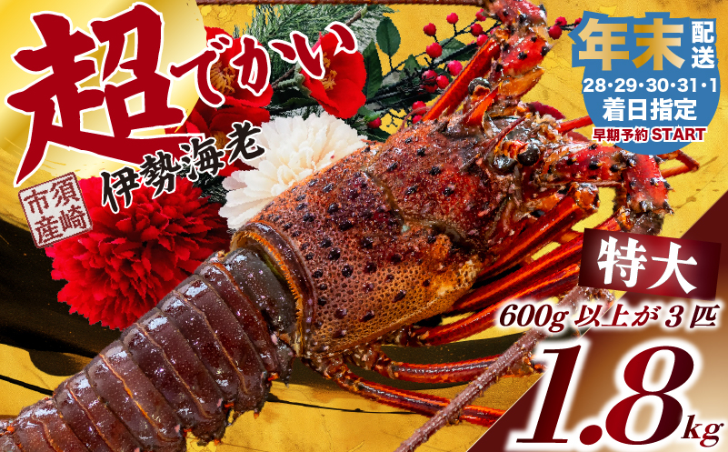 【伊勢海老】 【年末予約配送･31日着】特大伊勢海老 3匹 3匹1.8kg以上(年末31日配送)