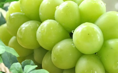 ぶどう「大人気のシャインマスカット」と旬のぶどうセット 3kg | 果物 フルーツ 食べ比べ ※2026年9月～発送