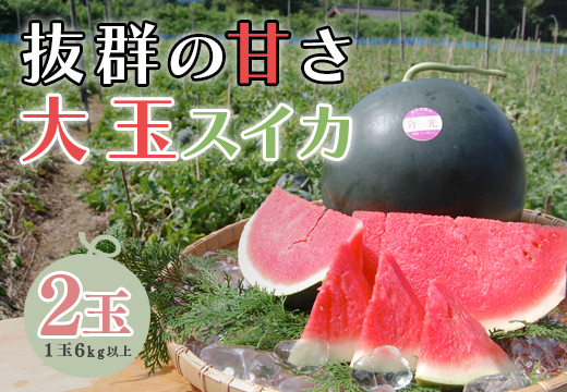 【高知県 大月町産】抜群の甘さ！ねばねばファームのスイカ　2玉　高糖度 甘い 産地直送 先行予約 2025年夏発送 高知県産 スイカ 赤い珊瑚 月光 食べ比べ 大玉 シャリシャリ 果物 フルーツ お中元 種なし 種あり ギフト 家庭用 贈答用 [92_0092]