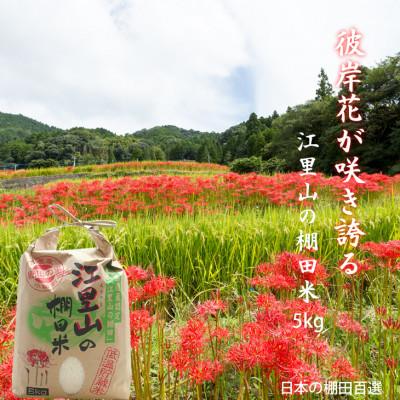 ふるさと納税 小城市 日本の棚田百選選定　江里山(えりやま)の棚田米(5kg)