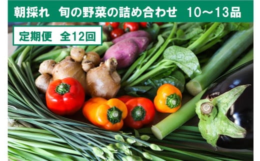 
										
										『定期便』全12回【土佐野菜】旬の野菜詰め合わせ10～13品目 旬の野菜 生姜 野菜 健康 詰め合わせ セット 採れたて おいしい 美味しい 自然 新鮮 故郷納税 ふるさとのうぜい 返礼品 高知県 高知
									