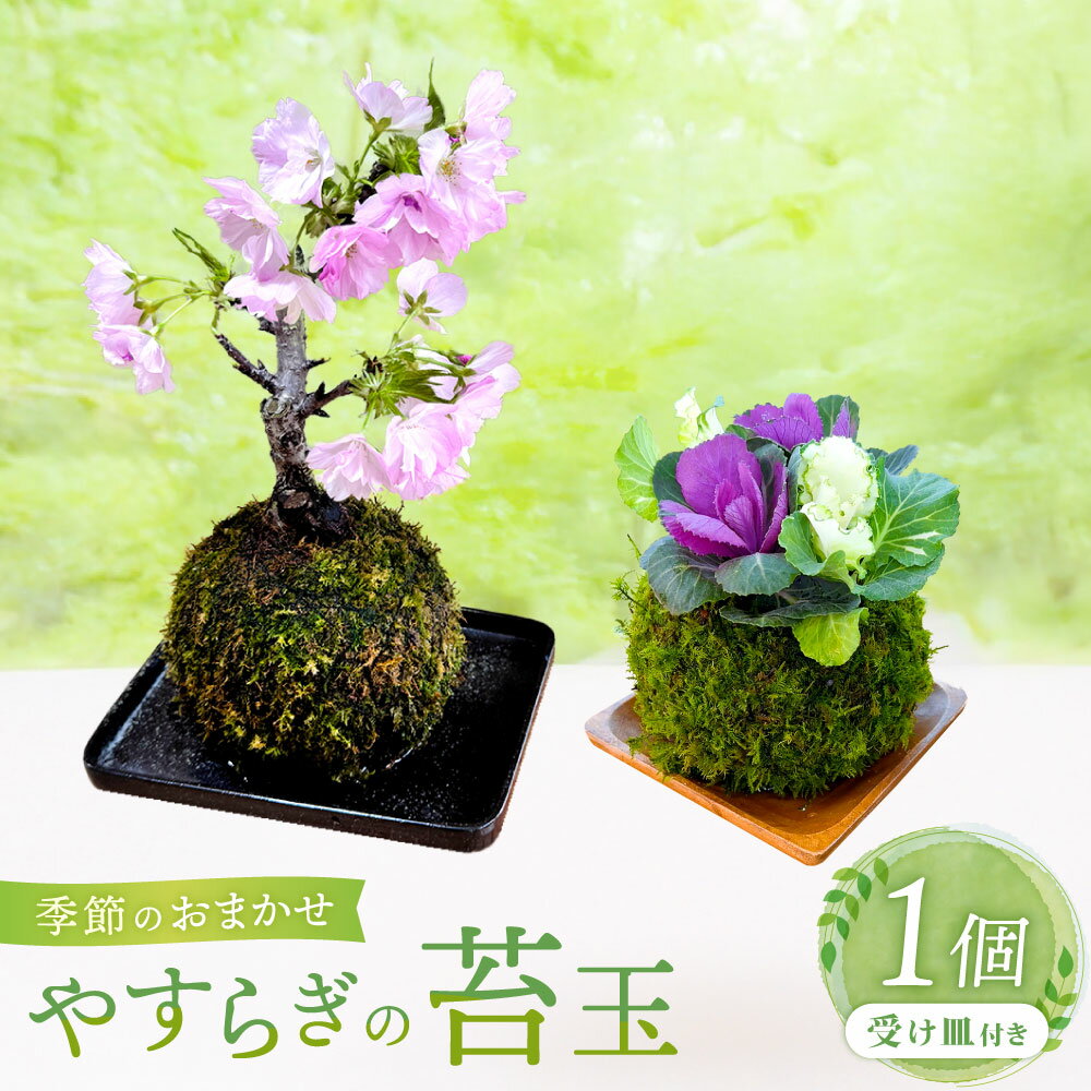 【ふるさと納税】やすらぎの苔玉 1個 季節のお任せ苔玉 受け皿付き（ 直径12cm ） 苔 コケ 苔玉 自然 植物 リビング 玄関 オフィス デスク 和風 インテリア 置物 日本製 大阪府 阪南市 送料無料