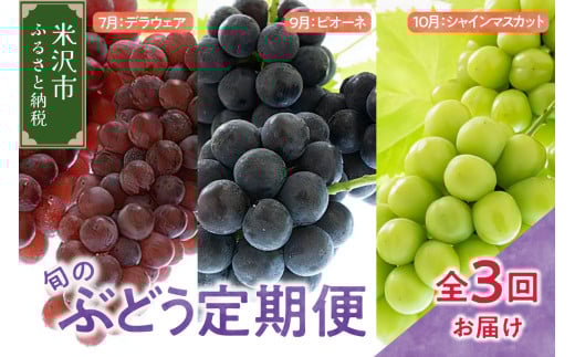【先行予約】定期便 令和8年産 ぶどうの定期便 全3回 デラウェア ピオーネ シャインマスカット 2026年7月下旬頃～ お届け予定