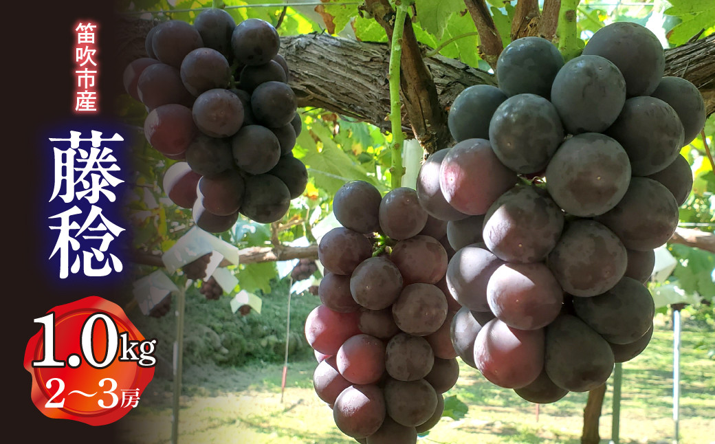 
            【2026年発送★先行予約】笛吹市産　藤稔　1.0kg (2～3房)  227-013-26y
          