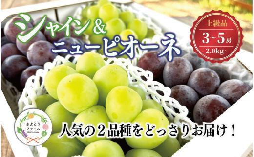 【2026年先行予約】シャインマスカット＆ニューピオーネ 3-5房/計2.0kg~ (岡山県産) 【KF-B070-03】
