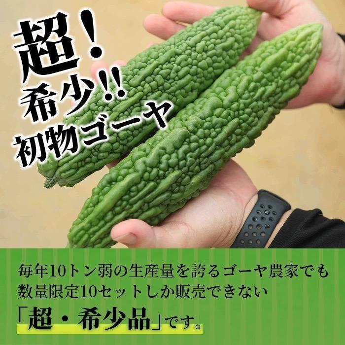ふるさと納税 石垣市 【先行受付】希少品!贈答用「初物ゴーヤ」《2026年1月上旬〜2026年2月中旬頃まで順次発送》 |  | 02