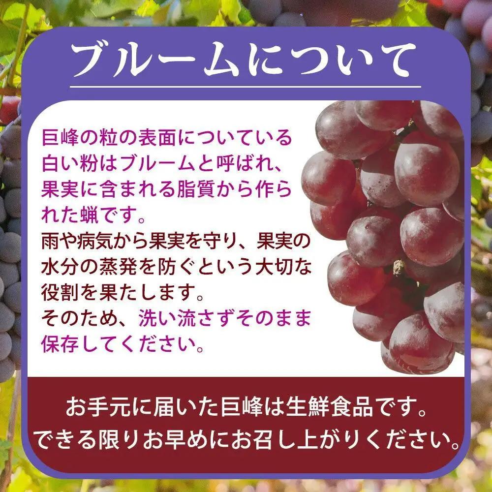 【ご家庭用】紀州有田産の巨峰ぶどう約2kg【先行予約】【2026年8月下旬以降発送予定】 巨峰