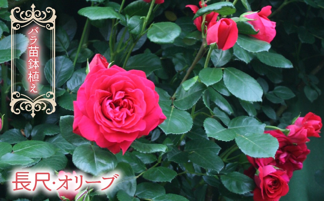 
                  【2026年3月から発送】バラ苗鉢植え「長尺・オリーブ」057-058
                