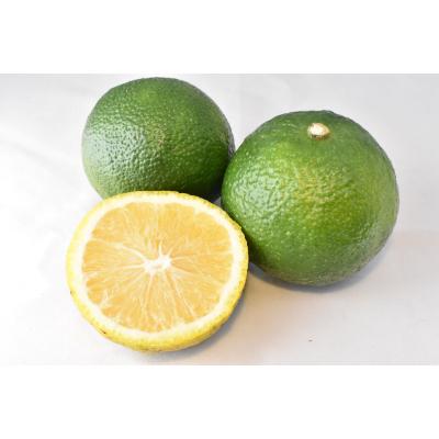 ふるさと納税 すさみ町 和歌山県の柑橘じゃばらパウダー　100g |  | 01