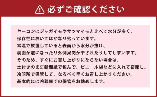 北海道生ヤーコン 6kg 【2026年10月上旬より順次発送予定】