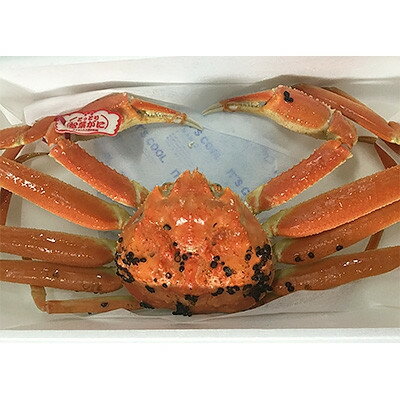 【ふるさと納税】鳥取県産　タグ付きボイル松葉ガニ中1枚(600g～700g)【配送不可地域：離島・北海道・沖縄県】【1536354】