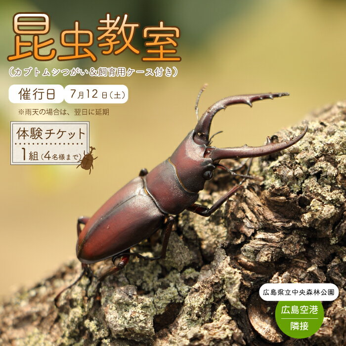 【ふるさと納税】【広島県立中央森林公園】カブトムシのお家をつくろう!昆虫教室 （カブトムシつがい＆飼育用ケース付き）4名様分 昆虫採集 広島空港 クワガタ 小学生 自由研究 自主学習 043026