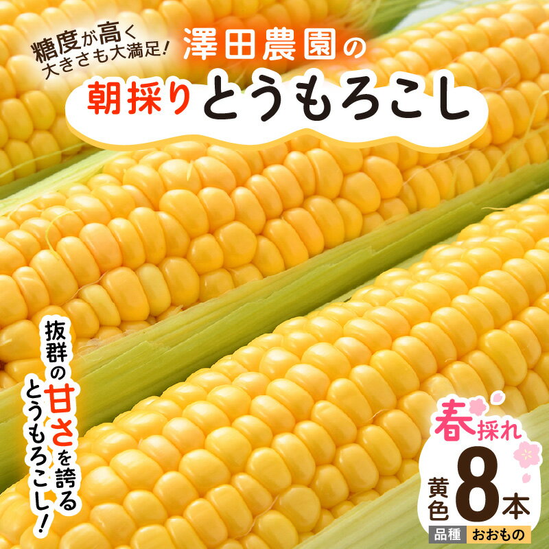 【ふるさと納税】【先行予約】春とうもろこし 8本 おおもの 黄色 朝採り ／ 期間限定 数量限定 ハウス栽培 産地直送 甘い スイートコーン とうもろこし 野菜 あわら ※2026年6月上旬より順次発送