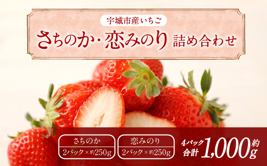 
宇城市産いちご 「さちのか」「恋みのり」詰め合わせ 各約250g×2パック 計4パック 【わたなべいちご園】【2025年1月上旬～4月発送予定】
