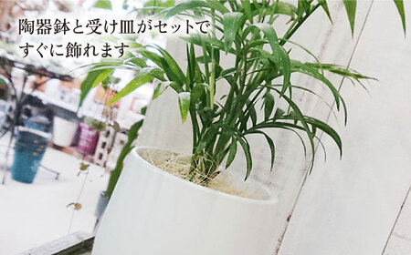 テーブル ヤシ  糸島市 / cocoha[AWB009] 観葉植物 グリーン インテリア