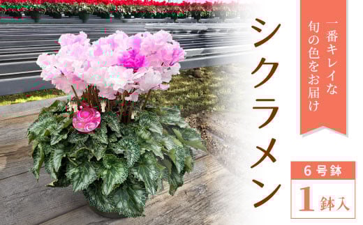 
            〈予約品〉シクラメン6号鉢 鉢花 花 冬の花 クリスマス プレゼント ギフト 贈り物 -035
          