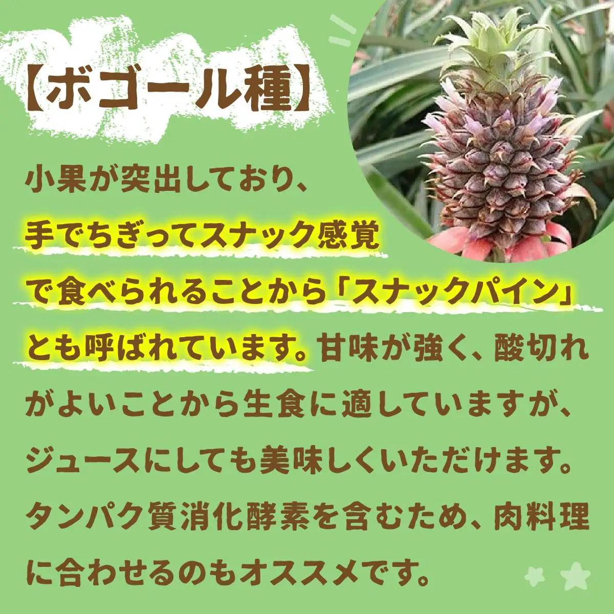 石垣パイン 3個セット ボゴール種 ＜2027年4月初旬～5月中旬発送予定＞