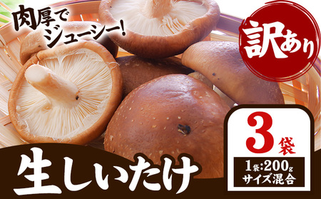「訳あり」生しいたけ　200g×3袋(サイズ混合) 《30日以内に出荷予定(土日祝除く)》　【配送不可地域あり】　