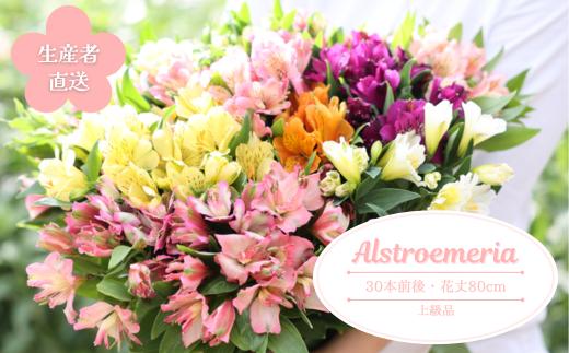 華やかな　アルストロメリア【上級品・生花】花農家直送品A　９月～３月発送　花丈80cm・30本前後〔KS-01〕切り花　切花