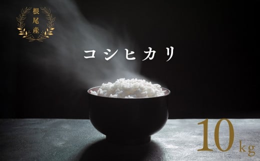 【年内発送】【 令和6年産 】 根尾産 コシヒカリ 10kg 有機肥料 米 こめ ごはん 白米 こしひかり 岐阜県産 本巣市 お米 精米 おにぎり 弁当 寿司 プレミア 希少 高級 おいしい 数量限定