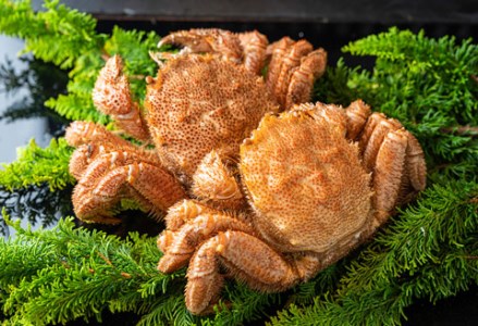 ボイル毛がに（浜茹で急速冷凍）2尾入（2尾で1.2kg～1.4kg） ふるさと納税 蟹 F4F-0448