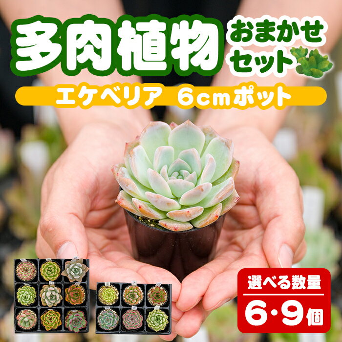 【ふるさと納税】多肉植物 おまかせセット 選べる個数！ ＜6個・9個＞ 6cmポット エケベリア アソート セット 観葉植物 インテリア 多肉 植物 ビザールプランツ【ゆうゆうグリーン】ta551・ta552