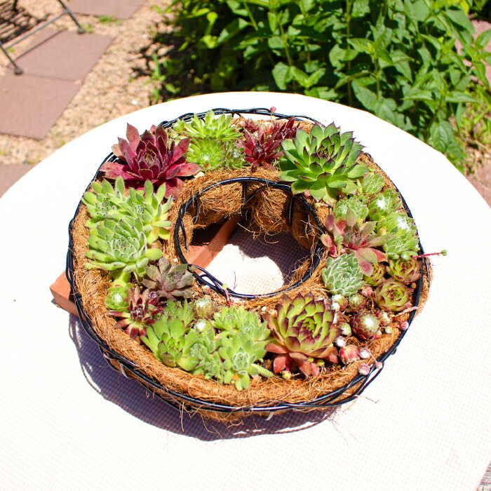 【ふるさと納税】センペルビウム リース型 寄せ植え 1鉢 植物 グリーン よせうえ 観葉植物 手植え 癒し インテリア ナチュラル かわいい 自然 人気 プレゼント ギフト 贈り物