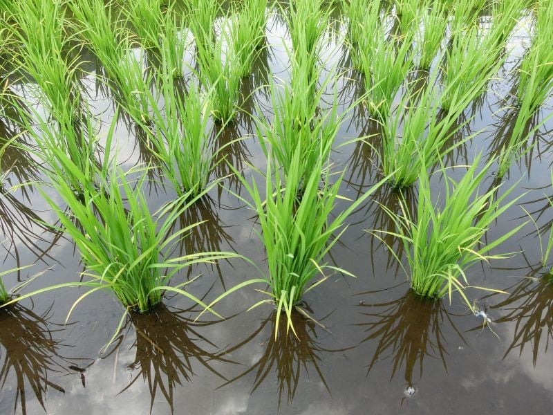 中世に栄えた「新見庄」にも認められた稲作地帯。土地とともに生き、自然と寄り添いながら田んぼを守り続けてきた歴史があります。