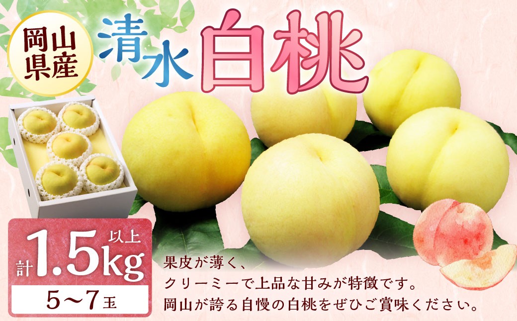 
            岡山 清水 白桃 5～7玉 （合計1.5kg以上） 【2026年7月上旬～7月下旬 発送予定】 白桃 桃 もも モモ 果物 くだもの フルーツ お取り寄せ 贈り物 ギフト 国産
          