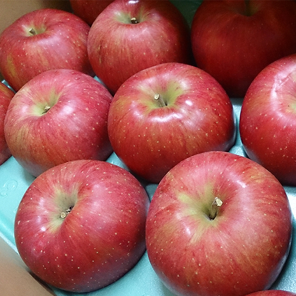 【アグリスタくましろ】シナノスイートSF　ご家庭用約3kg(6～12玉) 長野県 信州 南信州 高森町 りんご スマートフレッシュ