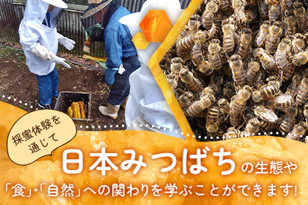【期間限定】数量限定！『本土最南端で採蜜体験』大人1名（中学生以上）｜はちみつ 採蜜 体験 人気 養蜂 日本みつばち 自然 南大隅町 CC7001