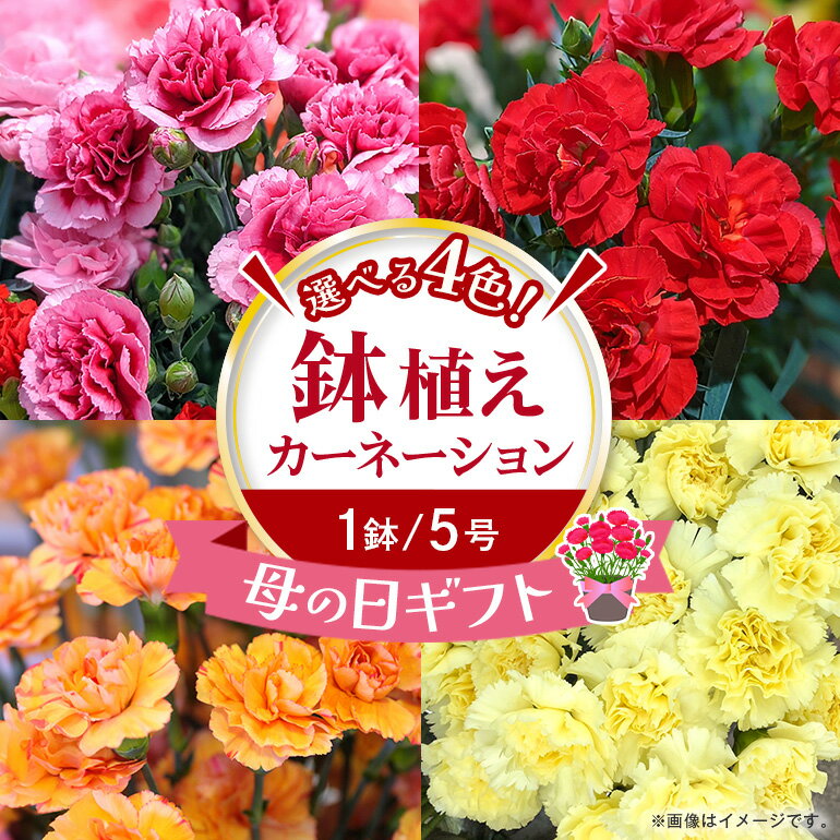 【ふるさと納税】カーネーション 選べる4色 母の日 まだ間に合う ピンク系 赤 オレンジ 黄色 プレゼント ギフト カーネーション 花 アレンジ 鉢植え 5号 鉢 国産 花鉢 鉢花 フラワーアレンジメント 母の日ギフト フラワーギフト お祝い ははの日 記念日 送料無料