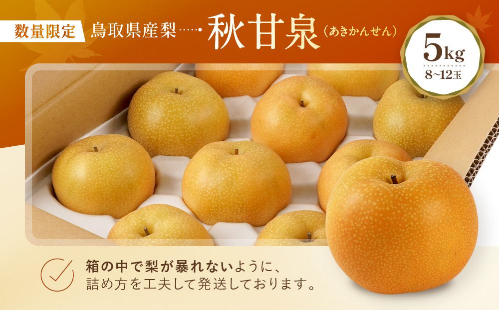 【先行予約】数量限定 鳥取県産梨 秋甘泉（あきかんせん） 5kg（8～12玉）