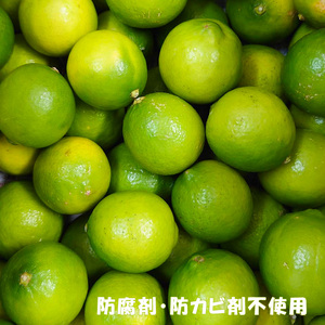  【順次発送中】ライム 1kg 中島みかん農園｜柑橘 果汁酸味 果物 くだもの 果実 国産 フルーツ 有名 愛媛 松山 瀬戸内 ビタミン 美味しい 生産者 直送 産直 無添加 ライムサワー ジュース 