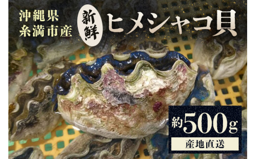 【産地直送】「海人のまち」で水揚げ！新鮮なヒメシャコ貝 約500g 海鮮 貝 シャコ貝 ヒメシャコ貝 刺身 魚介 魚貝 海産物 冷凍 お刺身 産地直送 国産 沖縄 沖縄県産 浜焼き BBQ バーベキュー アウトドア キャンプ 煮物 おつまみ 晩酌   沖縄県 糸満市