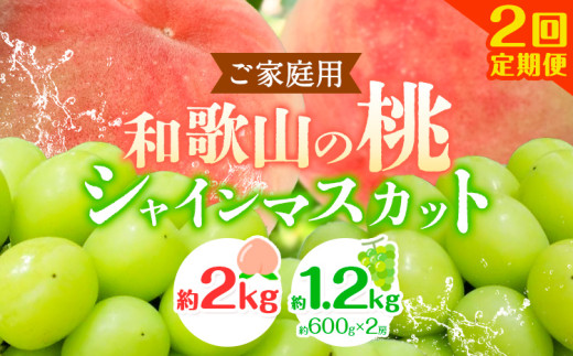 【2回定期便】【ご家庭用 訳あり】和歌山の桃 約2kg (6玉~8玉) 大粒 シャインマスカット 約1.2kg (約600g×2房) m&n果実園 《2025年6月中旬-10月下旬頃出荷》和歌山県 紀の川市 送料無料 桃 旬 果物 フルーツ【配送不可地域あり】