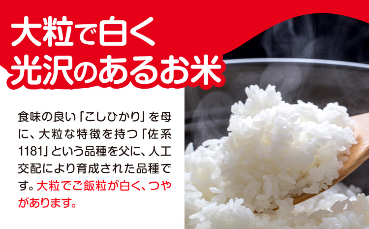 千葉県産 粒すけ 白米 5kg《30日以内に出荷予定(土日祝除く)》令和8年産 千葉県 勝浦市 米 お米 千葉県産 精米【配送不可地域あり】(離島)