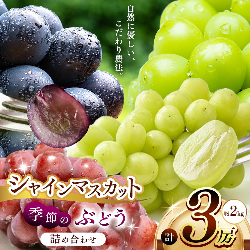 【ふるさと納税】 シャインマスカット1房と季節のぶどう2房詰め合わせ(約2kg) | 果物 くだもの フルーツ ぶどう ブドウ 葡萄 兵庫県 上郡町