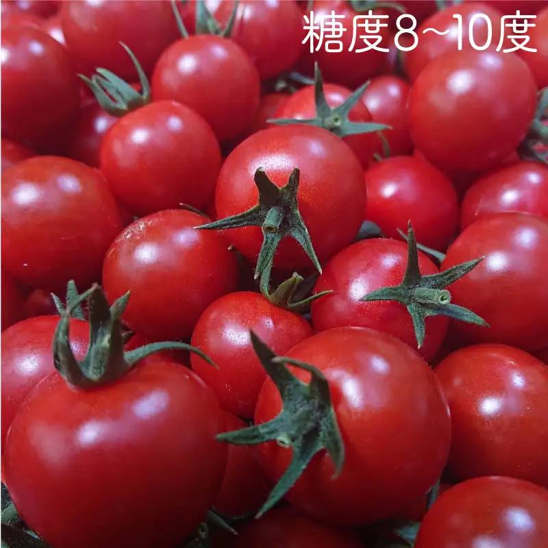 【先行予約】 フルーツミニトマト くれまるこ 1.2kg ミニトマト