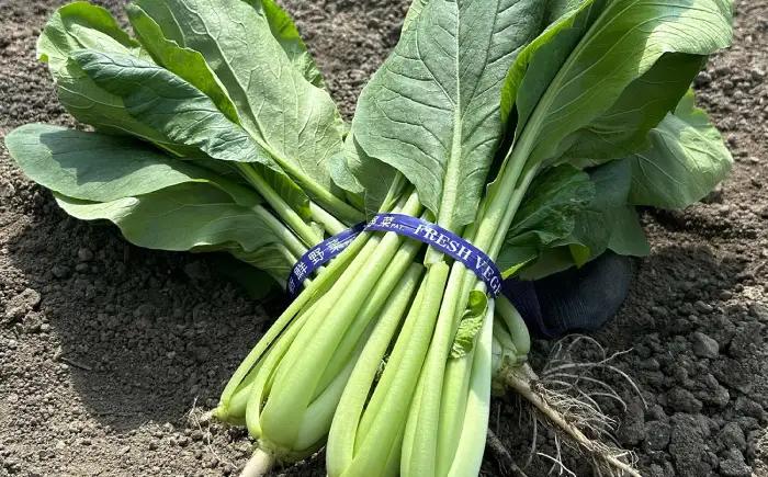 野菜 採れたて野菜セット BLCF001