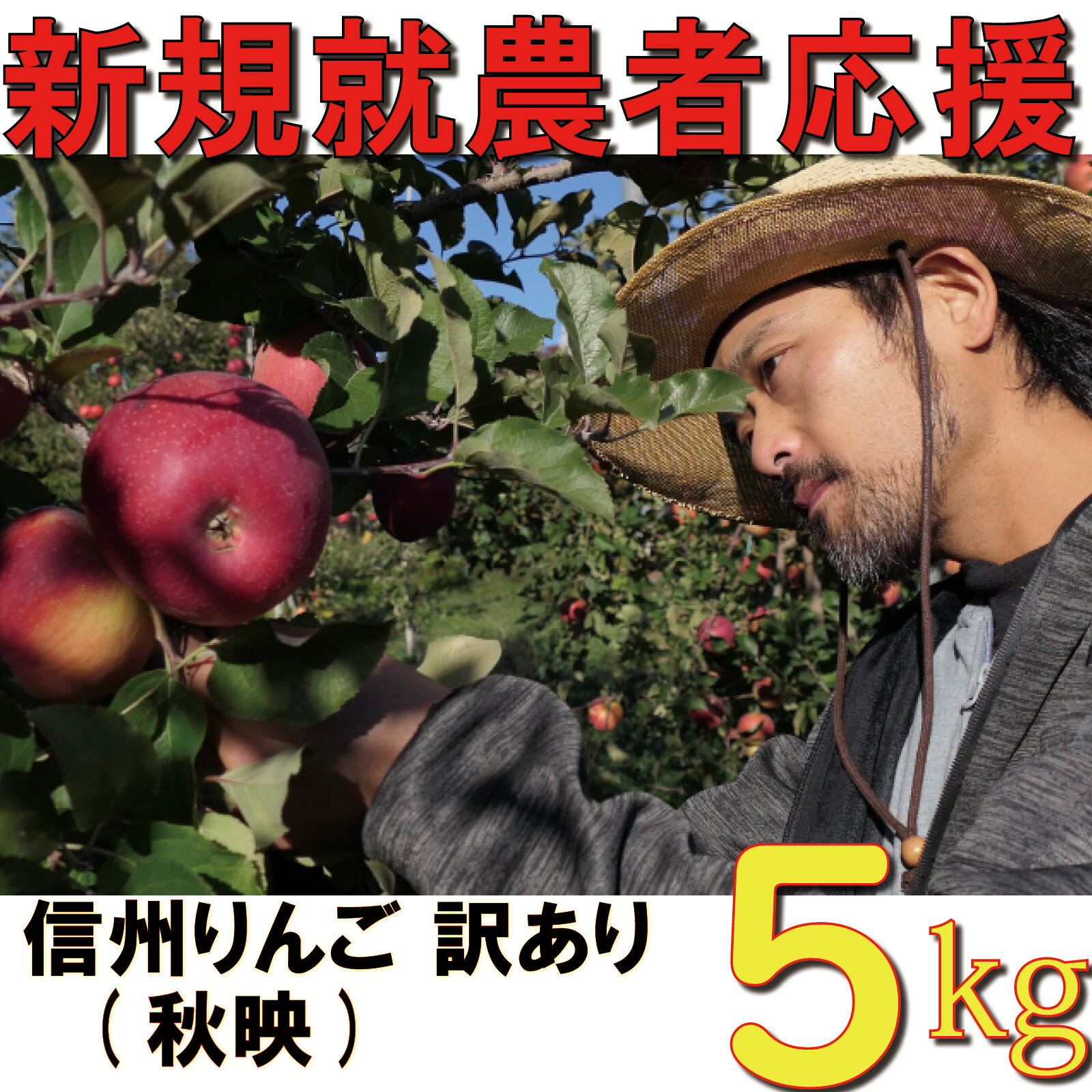 【ふるさと納税】 訳あり りんご 5kg 【新規就農者応援】秋映 伊藤 快 果物 フルーツ 先行 予約 信州 麻績村 不揃い 規格外 家庭用