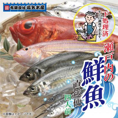 ふるさと納税 松山市 【嶋矢水産】 産地直送瀬戸内の鮮魚(下処理済み):四人前